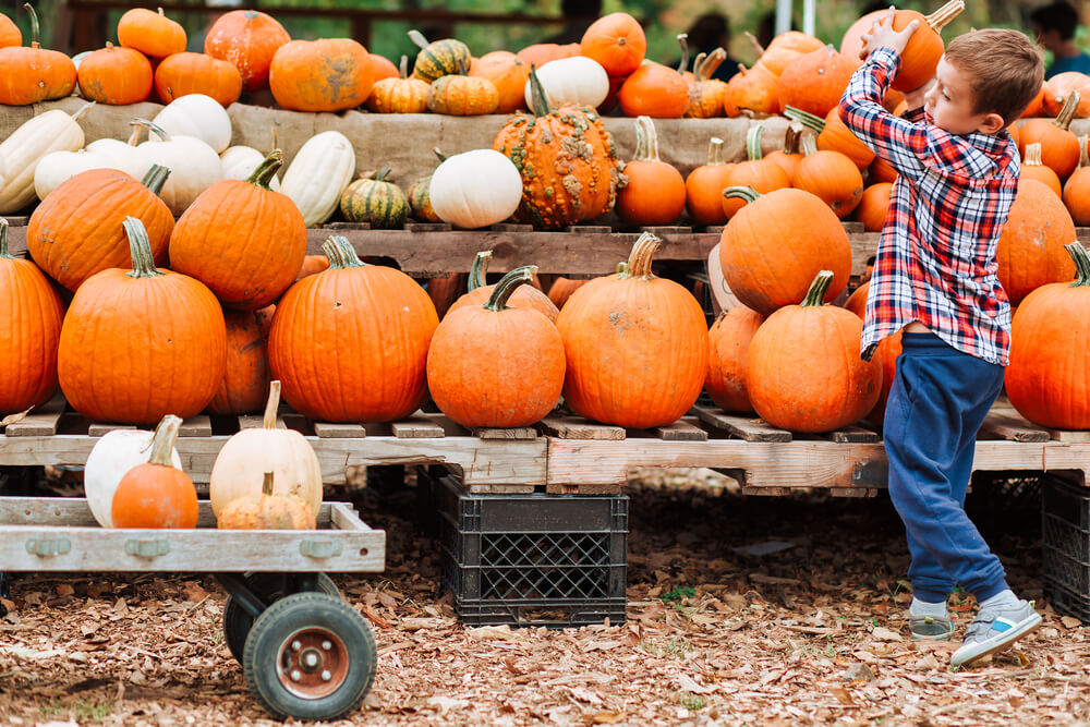 Boy loading pumpkins